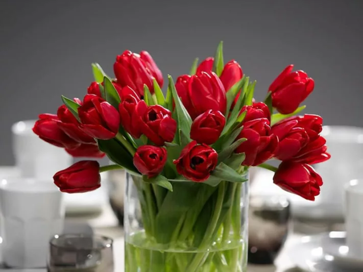Tulipa Ile de France,Tulip 'Ile de France', Triumph Tulip 'Ile de France', Triumph Tulips, Spring Bulbs, Spring Flowers, Tulipe Ile de France,Red Tulips, Tulipes Triomphe, Mid spring tulips