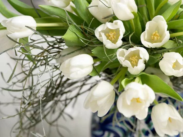 Tulipa  Inzell,Tulip 'Inzell', Triumph Tulip 'Inzell', Triumph Tulips, Spring Bulbs, Spring Flowers, Tulipe  Inzell, White Tulips, Tulipes Triomphe, Mid spring tulips
