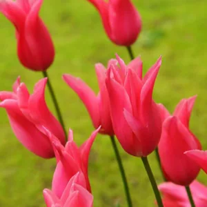 Tulipa Jacqueline, Tulip 'Jacqueline', Lily-Flowered Tulip 'Jacqueline', Lily-Flowering Tulip 'Jacqueline', Lily-Flowered Tulips, Spring Bulbs, Spring Flowers, Tulipe Jacqueline,Lily Flowered Tulip, Pink tulip, late season tulip, late spring tulip,mid sea