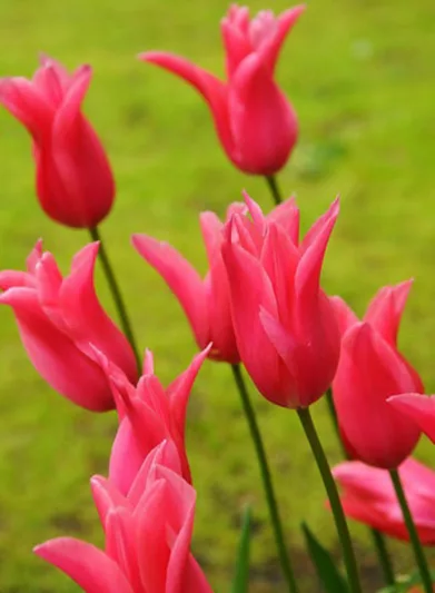 Tulipa Jacqueline, Tulip 'Jacqueline', Lily-Flowered Tulip 'Jacqueline', Lily-Flowering Tulip 'Jacqueline', Lily-Flowered Tulips, Spring Bulbs, Spring Flowers, Tulipe Jacqueline,Lily Flowered Tulip, Pink tulip, late season tulip, late spring tulip,mid sea