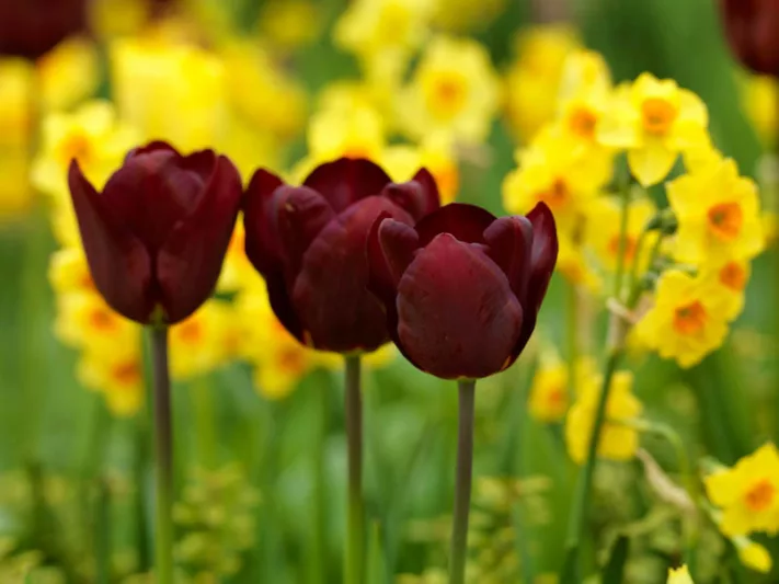 Tulipa 'Jan Reus',Tulip 'Jan Reus', Triumph Tulip 'Jan Reus', Triumph Tulips, Spring Bulbs, Spring Flowers, Tulipe Jan Reus, Purple Tulips,Dark Tulips, Tulipes Triomphe