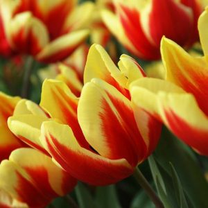 Tulipa 'Jan Seignette',Tulip 'Jan Seignette', Triumph Tulip 'Jan Seignette', Triumph Tulips, Spring Bulbs, Spring Flowers, Red Tulip, Bicolor Tulip, Yellow Tulip
