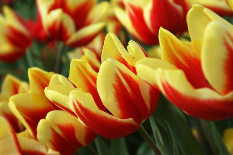 Tulipa 'Jan Seignette',Tulip 'Jan Seignette', Triumph Tulip 'Jan Seignette', Triumph Tulips, Spring Bulbs, Spring Flowers, Red Tulip, Bicolor Tulip, Yellow Tulip