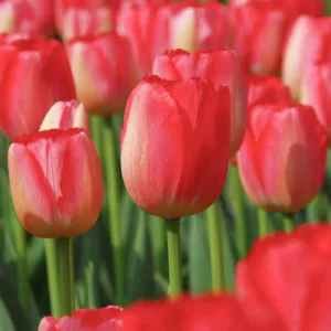 Tulipa Judith Leyster,Tulip 'Judith Leyster', Triumph Tulip 'Judith Leyster', Triumph Tulips, Spring Bulbs, Spring Flowers, Tulipe Judith Leyster, Bicolor Tulips, Tulipes Triomphe, Mid spring tulips, Late spring tulips
