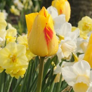 Tulipa Juliette, Tulip 'Juliette', Darwin Hybrid Tulip 'Juliette', Darwin Hybrid Tulips, Spring Bulbs, Spring Flowers, Tulipe Juliette, Darwin Tulip, Yellow tulip, Tulipe Darwin