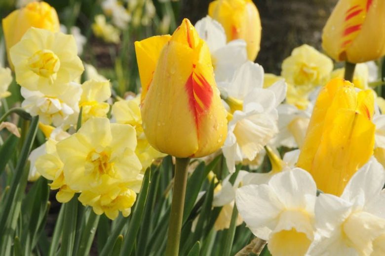 Tulipa Juliette, Tulip 'Juliette', Darwin Hybrid Tulip 'Juliette', Darwin Hybrid Tulips, Spring Bulbs, Spring Flowers, Tulipe Juliette, Darwin Tulip, Yellow tulip, Tulipe Darwin