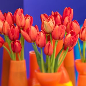 Tulipa 'Kingsblood', Tulip 'Kingsblood', Single Late Tulip 'Kingsblood', Single Late Tulips, Spring Bulbs, Spring Flowers, Red Tulip, Red Tulips