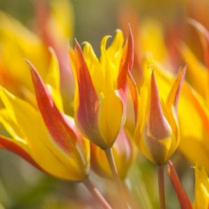Tulipa kolpakowskiana, Kolpakowsky's Tulip, Botanical Tulips, Tulip Species, Rock Garden Tulips, Wild Tulips, Candle Stick Tulips, Lady Tulips