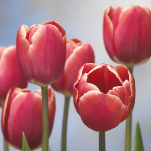 Tulipa 'Kung Fu',Tulip 'Kung Fu', Triumph Tulip 'Kung Fu', Triumph Tulips, Spring Bulbs, Spring Flowers, Red Tulip, Bicolor Tulip
