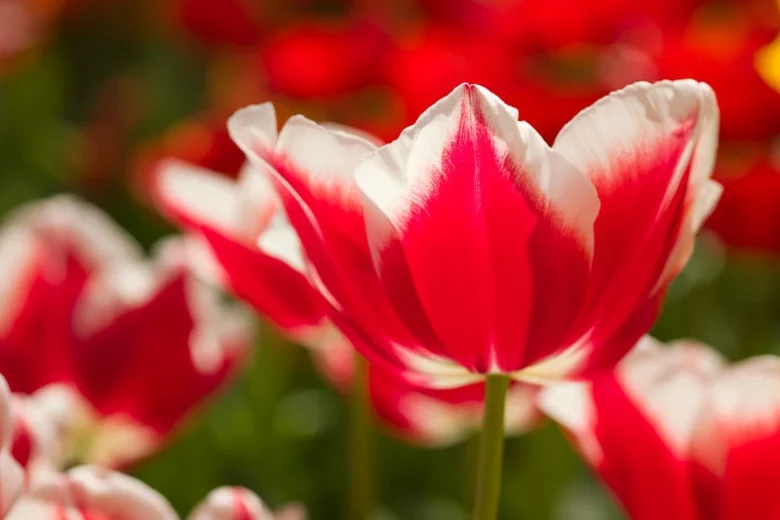 Tulipa 'Leen Van Der Mark',Tulip 'Leen Van Der Mark', Triumph Tulip 'Leen Van Der Mark', Triumph Tulips, Spring Bulbs, Spring Flowers, Red Tulip, Bicolor Tulip, Yellow Tulip