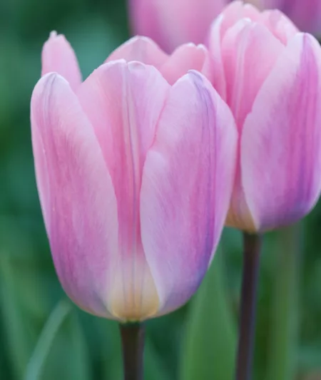Tulipa 'Light And Dreamy', Tulip 'Light And Dreamy', Darwin Hybrid Tulip 'Light And Dreamy', Darwin Hybrid Tulips, Spring Bulbs, Spring Flowers, Pink Tulip