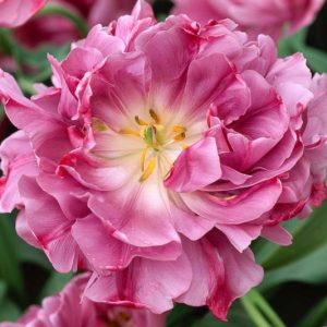 Tulipa Lilac Perfection,Tulip 'Lilac Perfection', Double Late Tulip 'Lilac Perfection', Double Late Tulips, Spring Bulbs, Spring Flowers, Tulipe Lilac Perfection, , Purple Tulips, Tulipes Doubles Tardives