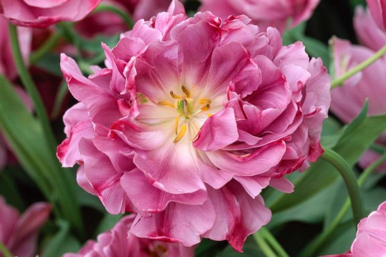 Tulipa Lilac Perfection,Tulip 'Lilac Perfection', Double Late Tulip 'Lilac Perfection', Double Late Tulips, Spring Bulbs, Spring Flowers, Tulipe Lilac Perfection, , Purple Tulips, Tulipes Doubles Tardives