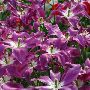 Tulipa 'Lilac Time', Tulip 'Lilac Time', Lily-Flowered Tulip 'Lilac Time', Lily-Flowering Tulip Lilac Time', Lily-Flowered Tulips, Spring Bulbs, Spring Flowers, Tulipe Lilac Time,Lily Flowered Tulip, Purple tulip, late season tulip