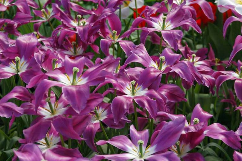 Tulipa 'Lilac Time', Tulip 'Lilac Time', Lily-Flowered Tulip 'Lilac Time', Lily-Flowering Tulip Lilac Time', Lily-Flowered Tulips, Spring Bulbs, Spring Flowers, Tulipe Lilac Time,Lily Flowered Tulip, Purple tulip, late season tulip