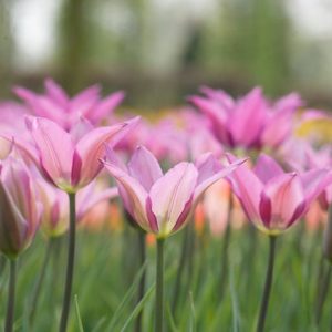 Tulipa 'Lilyrosa', Tulip 'Lilyrosa', Lily-Flowered Tulip 'Lilyrosa', Lily-Flowering Tulip 'Lilyrosa', Lily-Flowered Tulips, Spring Bulbs, Spring Flowers, Tulipe Lilyrosa,Lily Flowered Tulip, Purple tulip, late season tulip