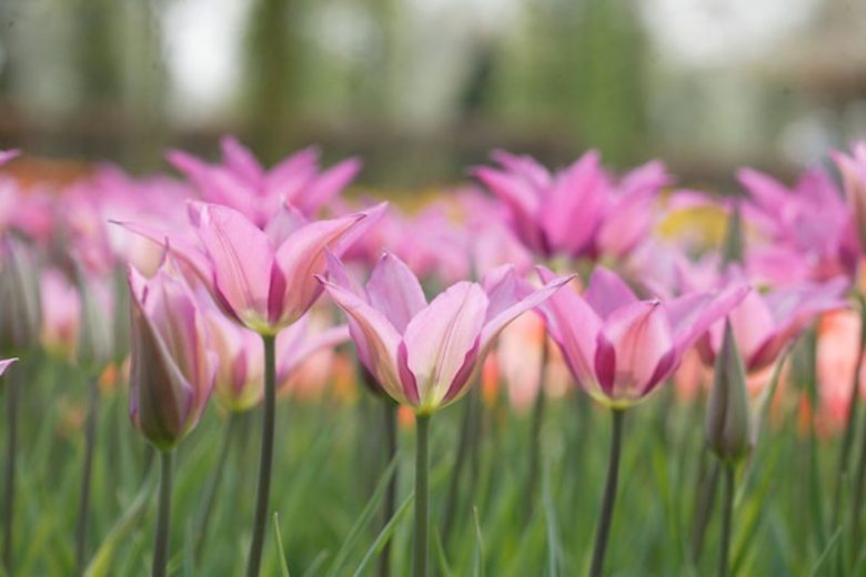Tulipa 'Lilyrosa', Tulip 'Lilyrosa', Lily-Flowered Tulip 'Lilyrosa', Lily-Flowering Tulip 'Lilyrosa', Lily-Flowered Tulips, Spring Bulbs, Spring Flowers, Tulipe Lilyrosa,Lily Flowered Tulip, Purple tulip, late season tulip