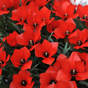 Tulipa linifolia, Flax-Leaved Tulip, Botanical Tulips, Wild Tulips, Rock Garden Tulips