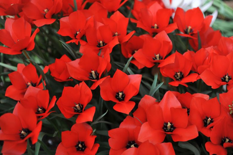 Tulipa linifolia, Flax-Leaved Tulip, Botanical Tulips, Wild Tulips, Rock Garden Tulips