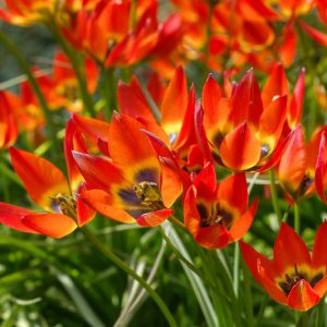Tulipa 'Little Princess', Tulip 'Little Princess', Botanical Tulips, Wild Tulips, Rock Garden Tulips