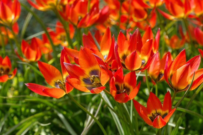 Tulipa 'Little Princess', Tulip 'Little Princess', Botanical Tulips, Wild Tulips, Rock Garden Tulips