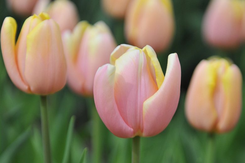 Tulipa 'Mango Charm',Tulip 'Mango Charm', Triumph Tulip 'Mango Charm', Triumph Tulips, Spring Bulbs, Spring Flowers, Orange Tulip, Bicolor Tulip, Apricot Tulip