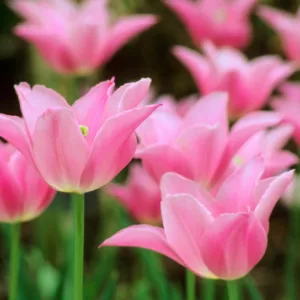Tulipa Mariette,Tulip 'Mariette', Lily-Flowered Tulip 'Mariette', Lily-Flowering Tulip 'Mariette', Lily-Flowered Tulips, Spring Bulbs, Spring Flowers,Tulipe Mariette,Lily Flowered Tulip, Pink Tulip, late season tulip, late spring tulip