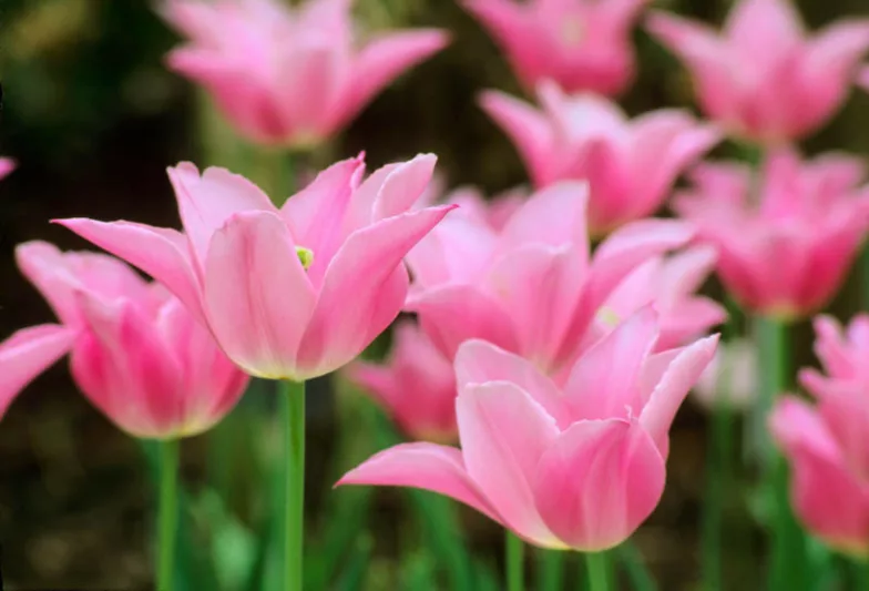 Tulipa Mariette,Tulip 'Mariette', Lily-Flowered Tulip 'Mariette', Lily-Flowering Tulip 'Mariette', Lily-Flowered Tulips, Spring Bulbs, Spring Flowers,Tulipe Mariette,Lily Flowered Tulip, Pink Tulip, late season tulip, late spring tulip