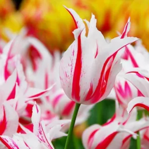 Tulip ''Marilyn', Lily-Flowered Tulip ''Marilyn', Lily-Flowering Tulip ''Marilyn', Lily-Flowered Tulips, Spring Bulbs, Spring Flowers, Bicolor Tulip, Red Tulip, White tulip, Late spring tulip, Late season tulip
