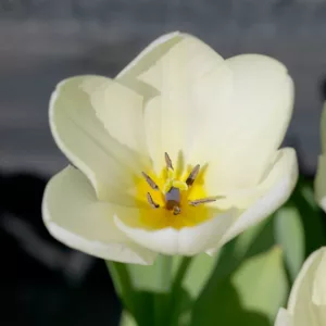Tulipa 'Maureen', Tulip 'Maureen', Single Late Tulip 'Maureen', Single Late Tulips, Spring Bulbs, Spring Flowers, White tulips, Tulipes Simples Tardives