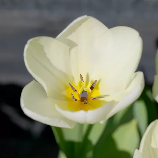 Tulipa 'Maureen', Tulip 'Maureen', Single Late Tulip 'Maureen', Single Late Tulips, Spring Bulbs, Spring Flowers, White tulips, Tulipes Simples Tardives