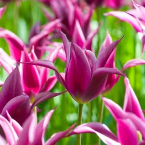 Tulipa 'Maytime', Tulip 'Maytime', Lily-Flowered Tulip 'Maytime', Lily-Flowering Tulip 'Maytime', Lily-Flowered Tulips, Spring Bulbs, Spring Flowers, Pink tulip, mid late season tulip, mid late spring tulip