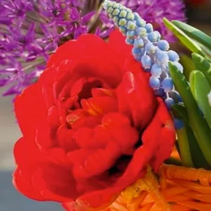 Tulipa Miranda, Tulip 'Miranda', Double Late Tulip 'Miranda', Double Late Tulips, Spring Bulbs, Spring Flowers, Tulipe Miranda, Red Tulips, Late spring tulips, Tulipes Doubles Tardives