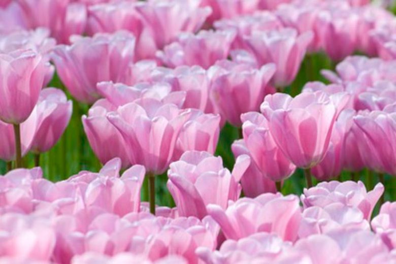 Tulip 'Mistress', Triumph Tulip 'Mistress', Triumph Tulips, Spring Bulbs, Spring Flowers, Tulipa 'Mistress', Pink Tulips, Tulipes Triomphe, Mid spring tulips