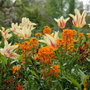 Tulipa Mona Lisa, Tulip 'Mona Lisa', Lily-Flowered Tulip 'Mona Lisa', Lily-Flowering Tulip 'Mona Lisa', Lily-Flowered Tulips, Spring Bulbs, Spring Flowers, Tulipe Mona Lisa,Lily Flowered Tulip,Yellow tulip, Red Tulip, Bicolored Tulip