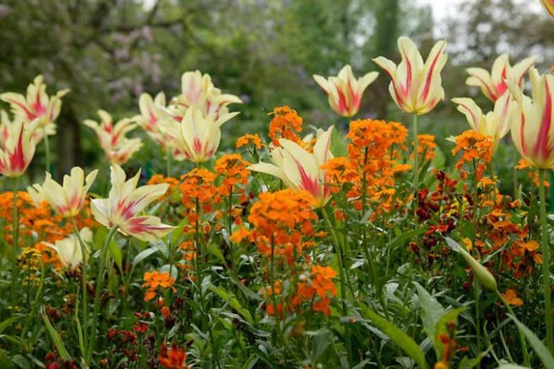 Tulipa Mona Lisa, Tulip 'Mona Lisa', Lily-Flowered Tulip 'Mona Lisa', Lily-Flowering Tulip 'Mona Lisa', Lily-Flowered Tulips, Spring Bulbs, Spring Flowers, Tulipe Mona Lisa,Lily Flowered Tulip,Yellow tulip, Red Tulip, Bicolored Tulip