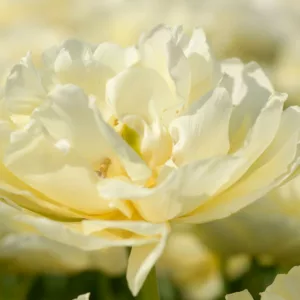 Tulipa Mondial,Tulip 'Mondial', Double Early Tulip 'Mondial', Double Early Tulips, Spring Bulbs, Spring Flowers,Tulipe Mondial,Double White Tulip, White Tulip