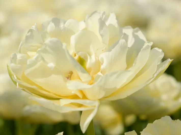 Tulipa Mondial,Tulip 'Mondial', Double Early Tulip 'Mondial', Double Early Tulips, Spring Bulbs, Spring Flowers,Tulipe Mondial,Double White Tulip, White Tulip
