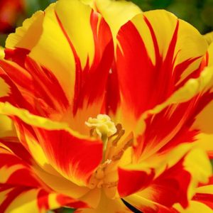 Tulip Monsella, Tulipa 'Monsella',Tulipe 'Monsella', Double Early Tulip, Double Early Tulip 'Monsella', Double Early Tulips, Spring Bulbs, Spring Flowers, Mid Spring Flowers, Yellow Tulip, Red tulip, Bicolor Tulip