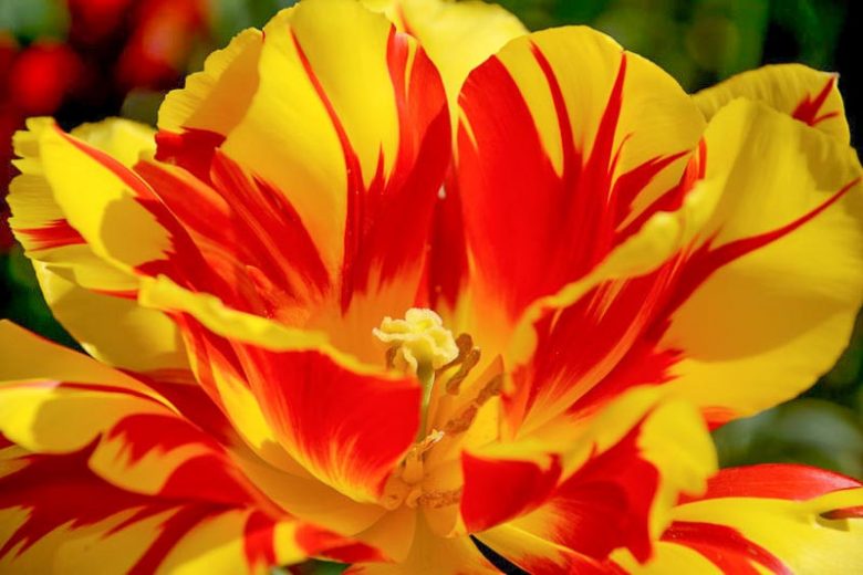 Tulip Monsella, Tulipa 'Monsella',Tulipe 'Monsella', Double Early Tulip, Double Early Tulip 'Monsella', Double Early Tulips, Spring Bulbs, Spring Flowers, Mid Spring Flowers, Yellow Tulip, Red tulip, Bicolor Tulip