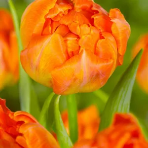 Tulipa 'Orca', Tulip 'Orca', Double Early Tulip 'Orca', Double Early Tulips, Spring Bulbs, Spring Flowers, Orange Tulip, Tulip Bulbs, Tulips, Tulip, Tulip Popular