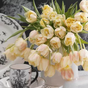 Tulipa 'Montreux',Tulip 'Montreux', Double Early Tulip 'Montreux', Double Early Tulips, Spring Bulbs, Spring Flowers,Tulipe Verona, Double White Tulip, White Tulip, Double Yellow Tulip, Yellow Tulip