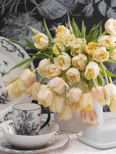 Tulipa 'Montreux',Tulip 'Montreux', Double Early Tulip 'Montreux', Double Early Tulips, Spring Bulbs, Spring Flowers,Tulipe Verona, Double White Tulip, White Tulip, Double Yellow Tulip, Yellow Tulip