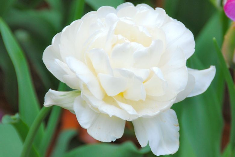 Tulipa 'Mount Tacoma', Tulip 'Mount Tacoma', Double Late Tulip 'Mount Tacoma', Double Late Tulips, Spring Bulbs, Spring Flowers, Ivory Tulip, Creamy Tulip, White Tulip