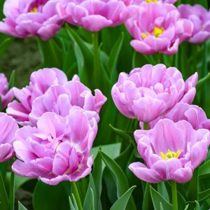 Tulipa 'Negrita Double',Tulip 'Negrita Double', Double Late Tulip 'Negrita Double', Double Late Tulips, Spring Bulbs, Spring Flowers, Tulipe Abigail, Purple Tulips, Late spring tulips, Tulipes Doubles Tardives