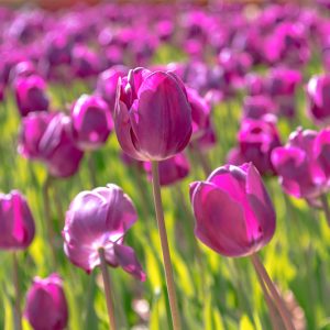 Tulipa Negrita,Tulip 'Negrita', Triumph Tulip 'Negrita', Triumph Tulips, Spring Bulbs, Spring Flowers, Tulipe Negrita,Purple Tulip