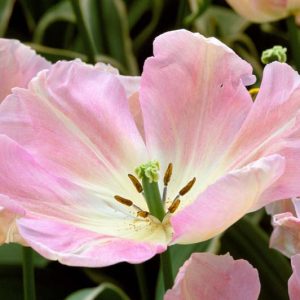 Tulip 'New Design', Tulipa 'New Design', Triumph Tulip 'New Design', Triumph Tulips, Spring Bulbs, Spring Flowers, Pink Tulip