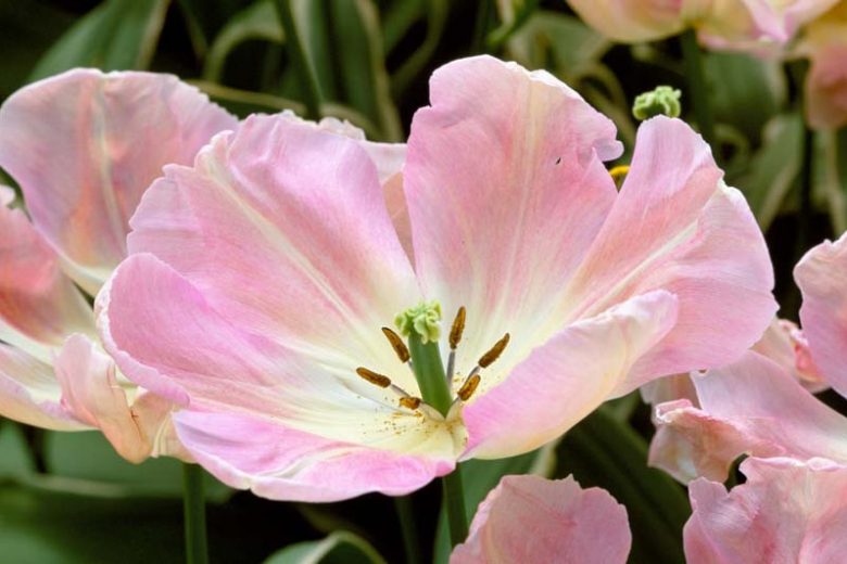 Tulip 'New Design', Tulipa 'New Design', Triumph Tulip 'New Design', Triumph Tulips, Spring Bulbs, Spring Flowers, Pink Tulip