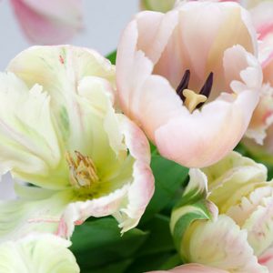 Tulipa Ollioules, Tulip 'Ollioules', Darwin Hybrid Tulip 'Ollioules', Darwin Hybrid Tulips, Spring Bulbs, Spring Flowers, Tulipe Ollioules,Darwin Tulip, pink Tulip, Tulipe Darwin