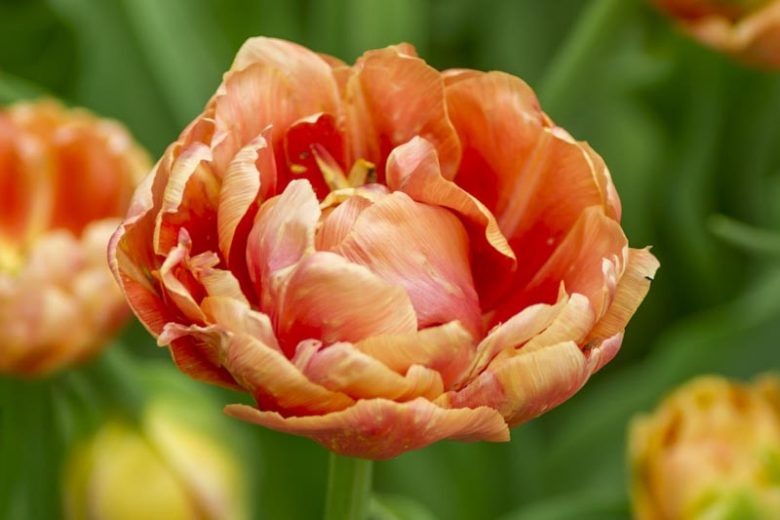 Tulipa 'Orange Angelique', Tulip 'Orange Angelique', Double Late Tulip 'Orange Angelique', Double Late Tulips, Spring Bulbs, Spring Flowers, Orange Tulip, Double Late Tulip, Apricot Tulips